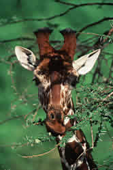 Giraffe Masai Mara
