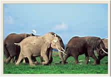 Elephants Kenya Safaris