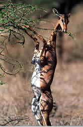 Gerenuk found in Samburu